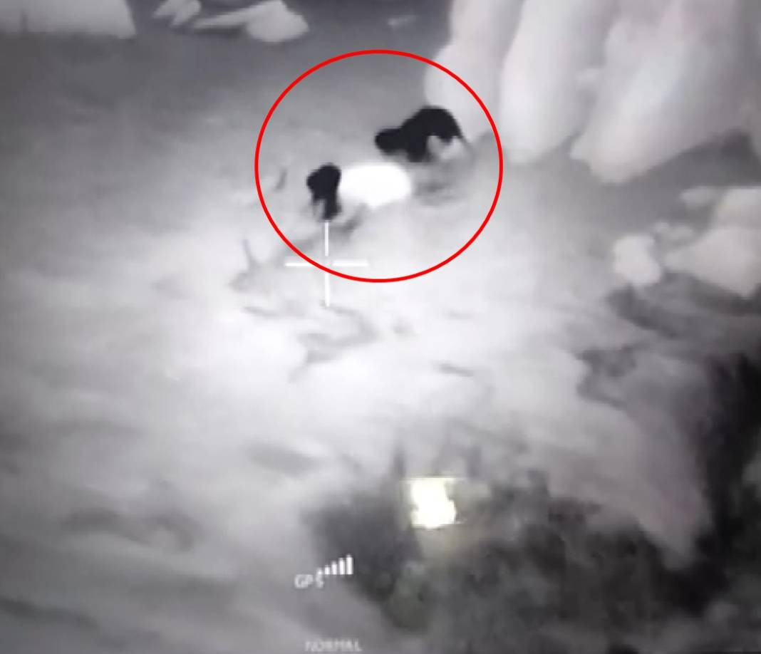 Anadolu parsı ile sırtlan karşı karşıya geldi - Resim: 7